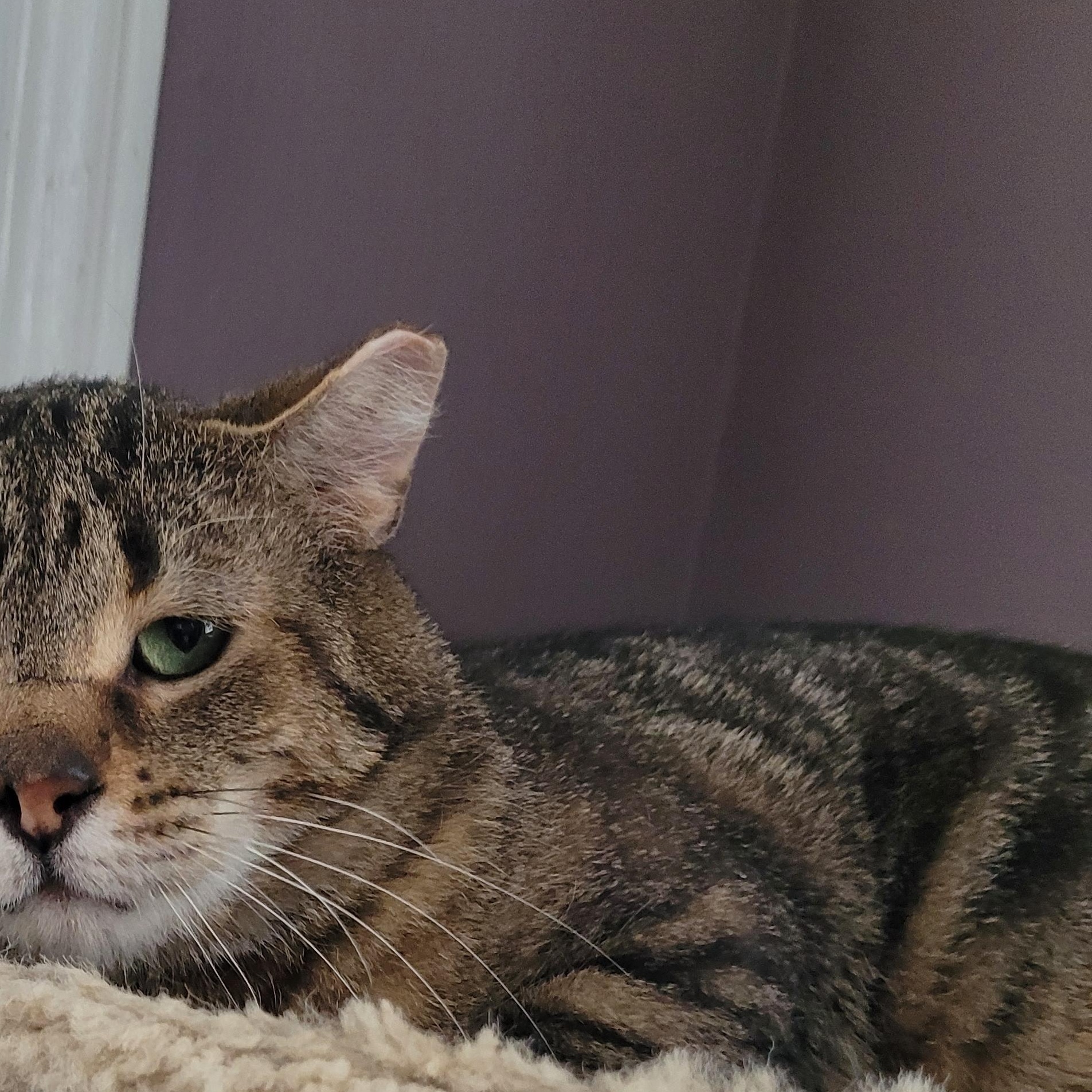 Tommy (m) 6yrs Brown tabby, ADOPTABLE, Adult Male Domestic Short Hair.