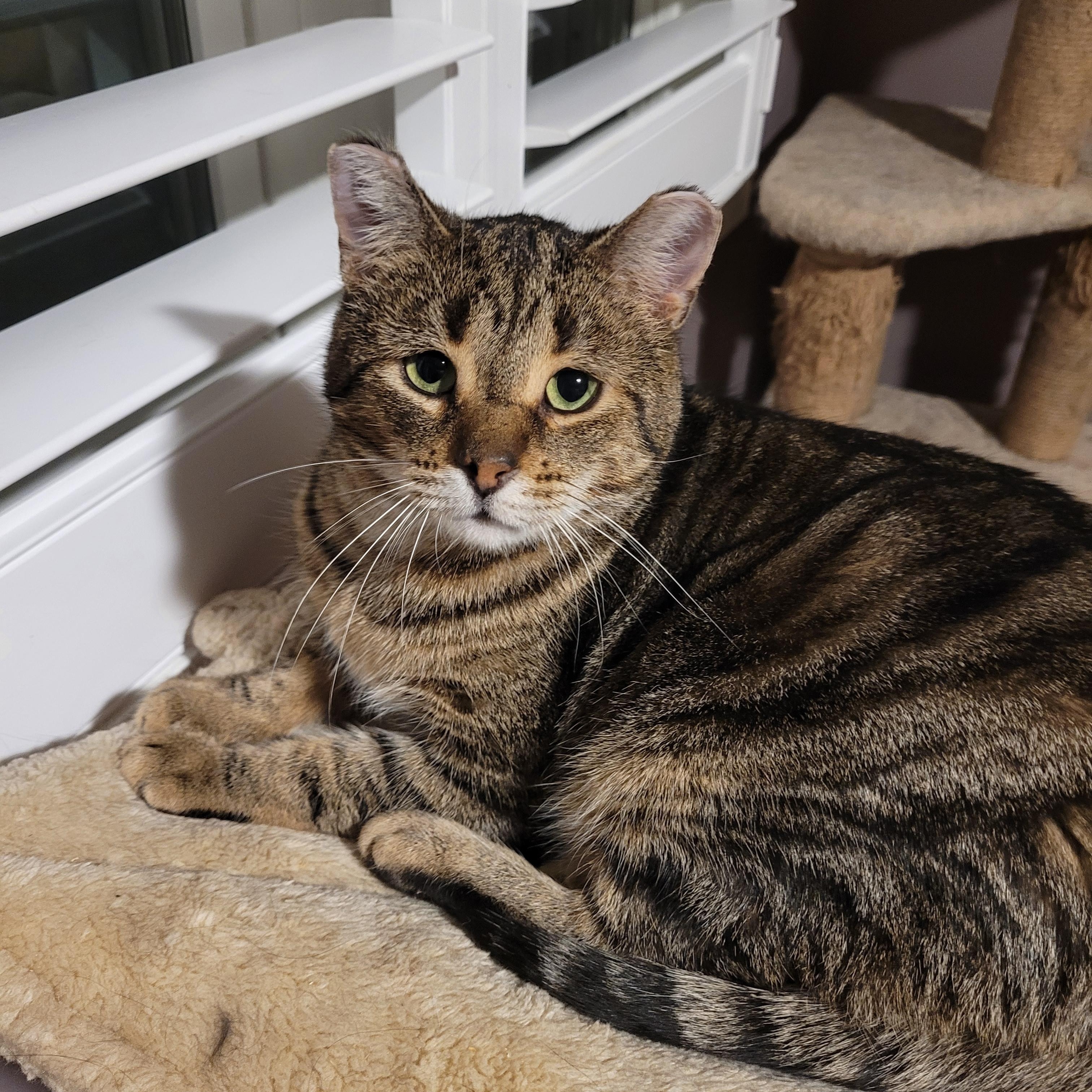 Tommy (m) 6yrs Brown tabby, ADOPTABLE, Adult Male Domestic Short Hair.