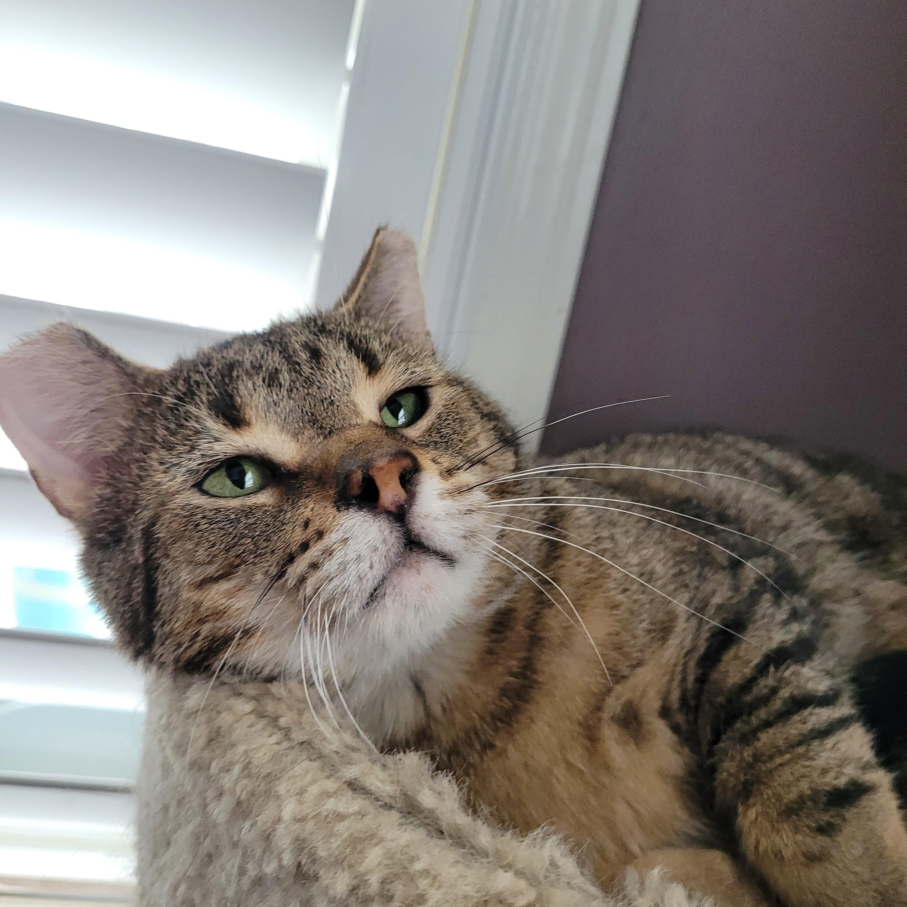Tommy (m) 6yrs Brown tabby, a ADOPTABLE Domestic Short Hair in Ottawa, ON image 3/6