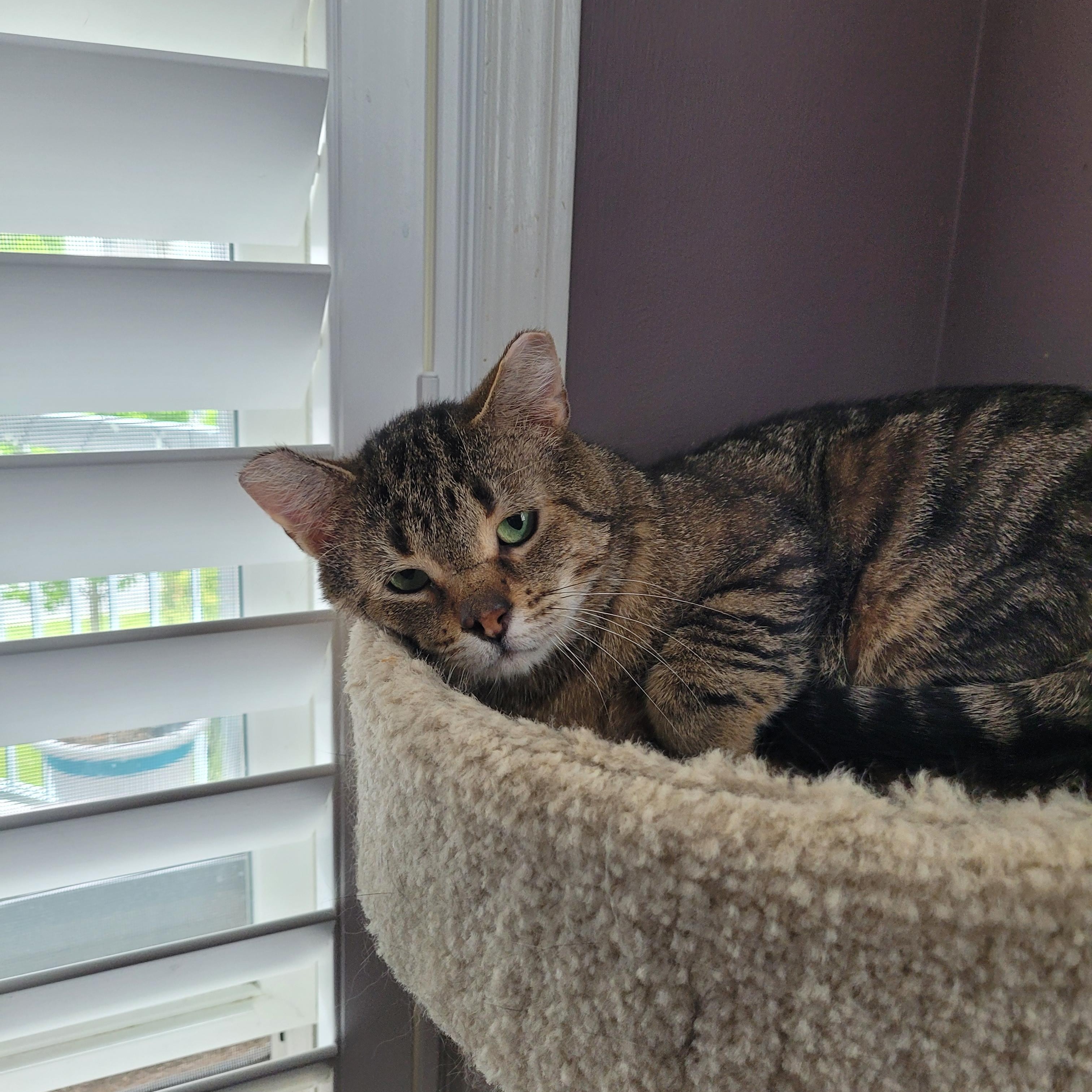 Tommy (m) 6yrs Brown tabby, a ADOPTABLE Domestic Short Hair in Ottawa, ON image 4/6