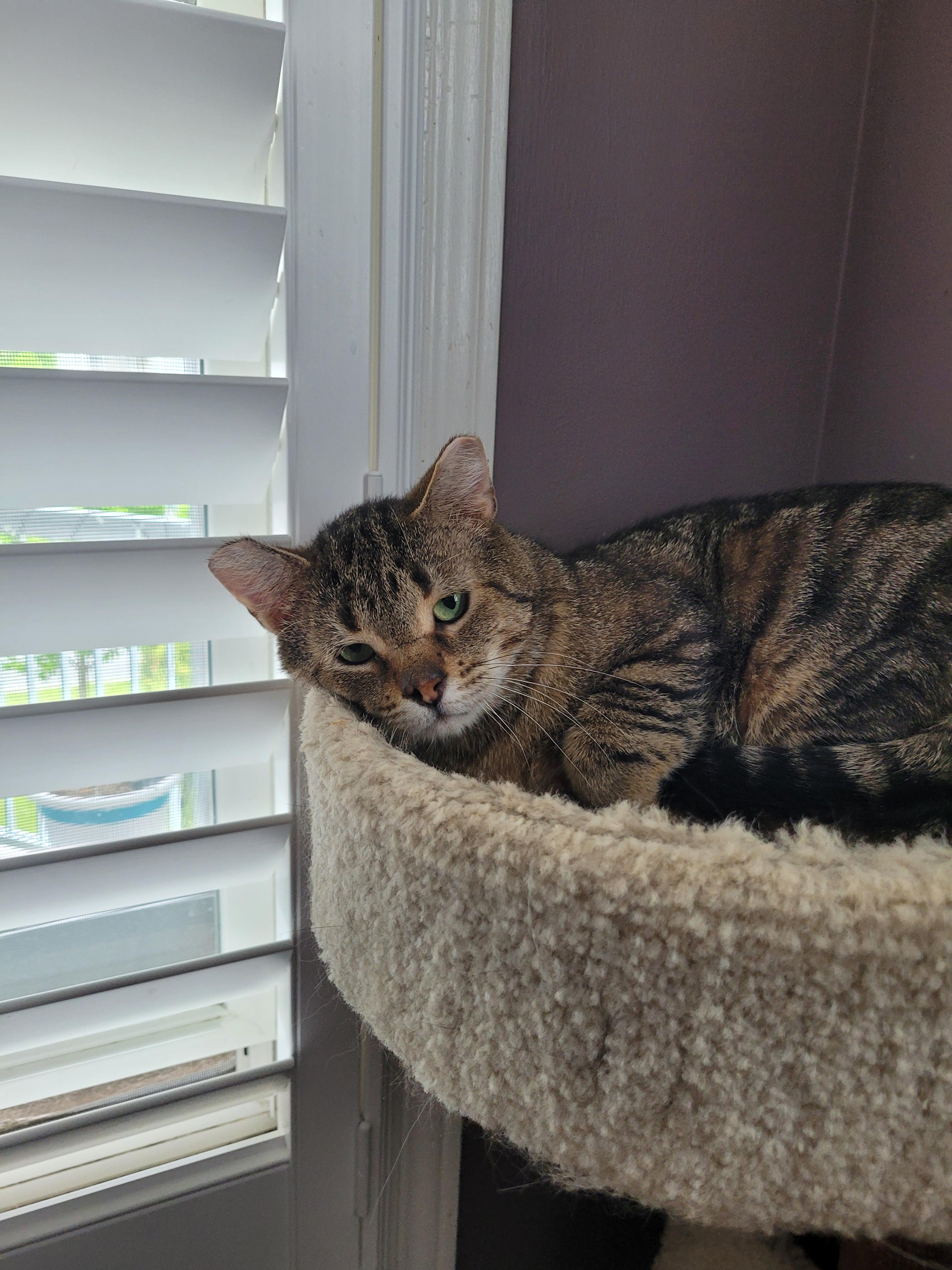 Tommy (m) 6yrs Brown tabby, a ADOPTABLE Domestic Short Hair in Ottawa, ON image 6/6