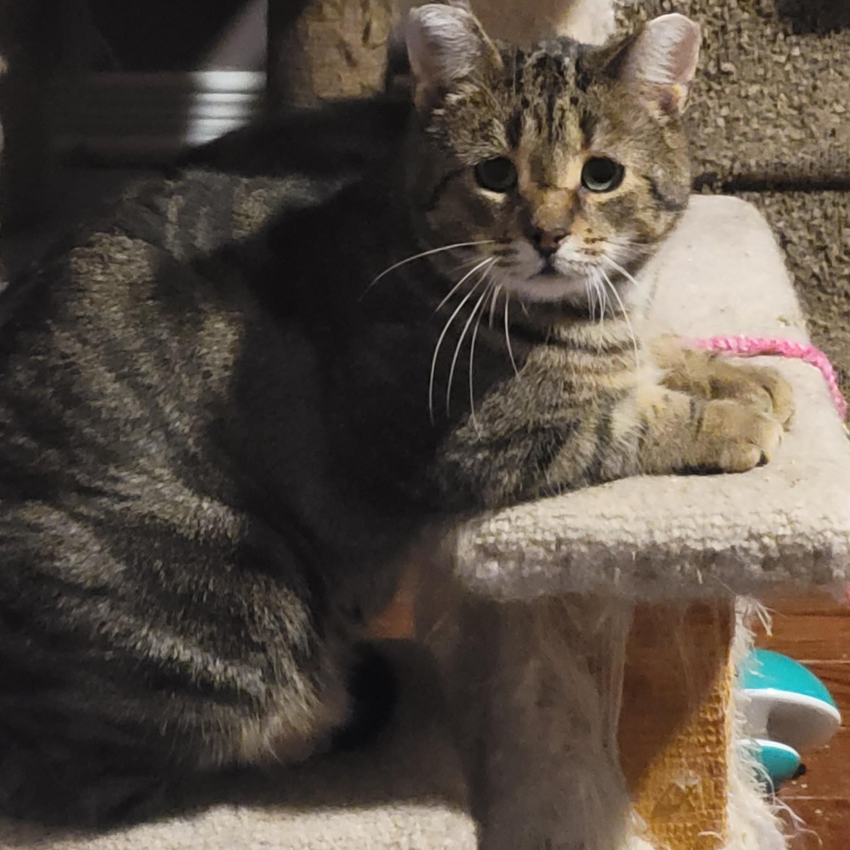 Tommy (m) 6yrs Brown tabby, a ADOPTABLE Domestic Short Hair in Ottawa, ON image 6/6