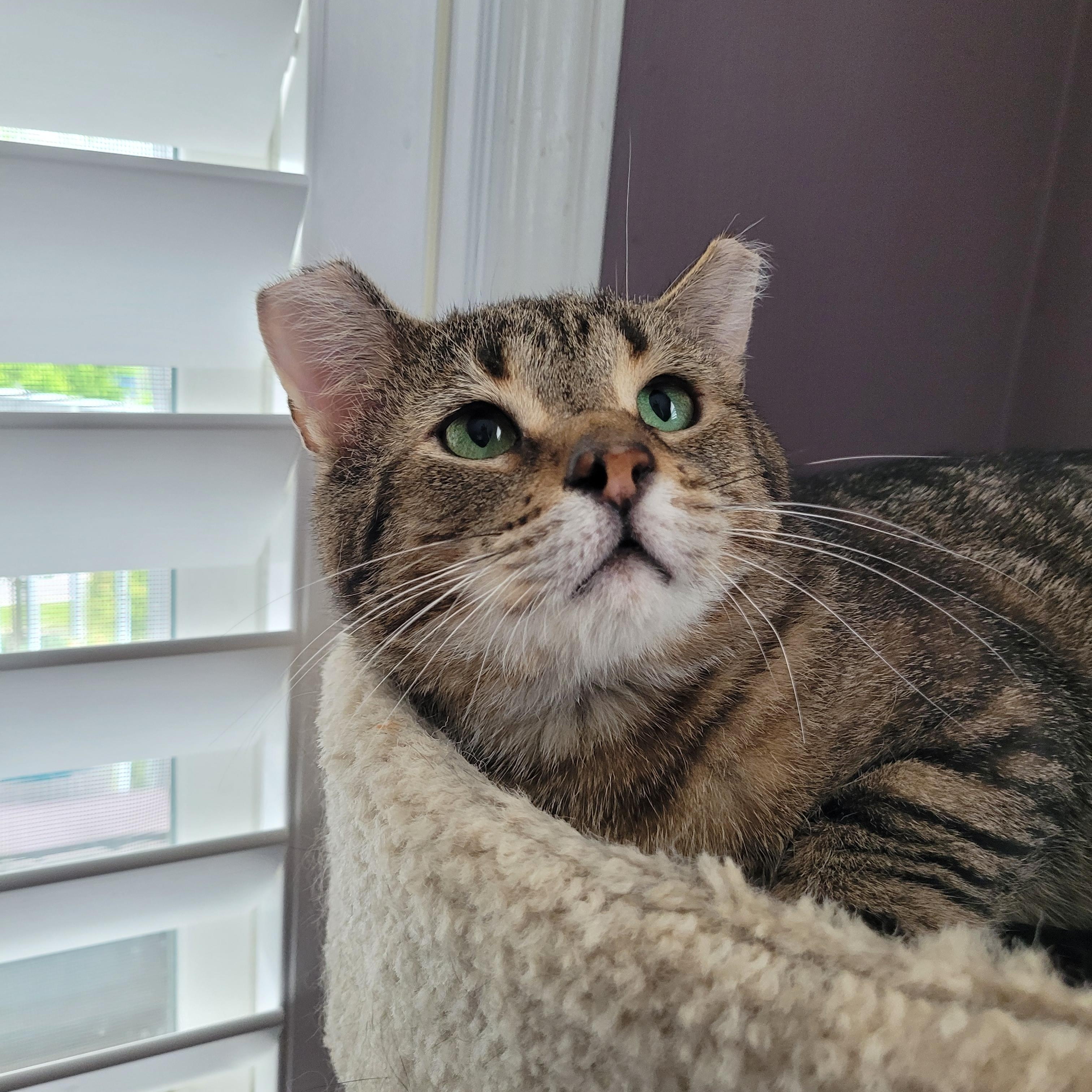 Tommy (m) 6yrs Brown tabby, a ADOPTABLE Domestic Short Hair in Ottawa, ON image 2/6