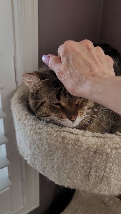 Enlarge Tommy (m) 6yrs Brown tabby, a ADOPTABLE Domestic Short Hair in Ottawa, ON video 4/6