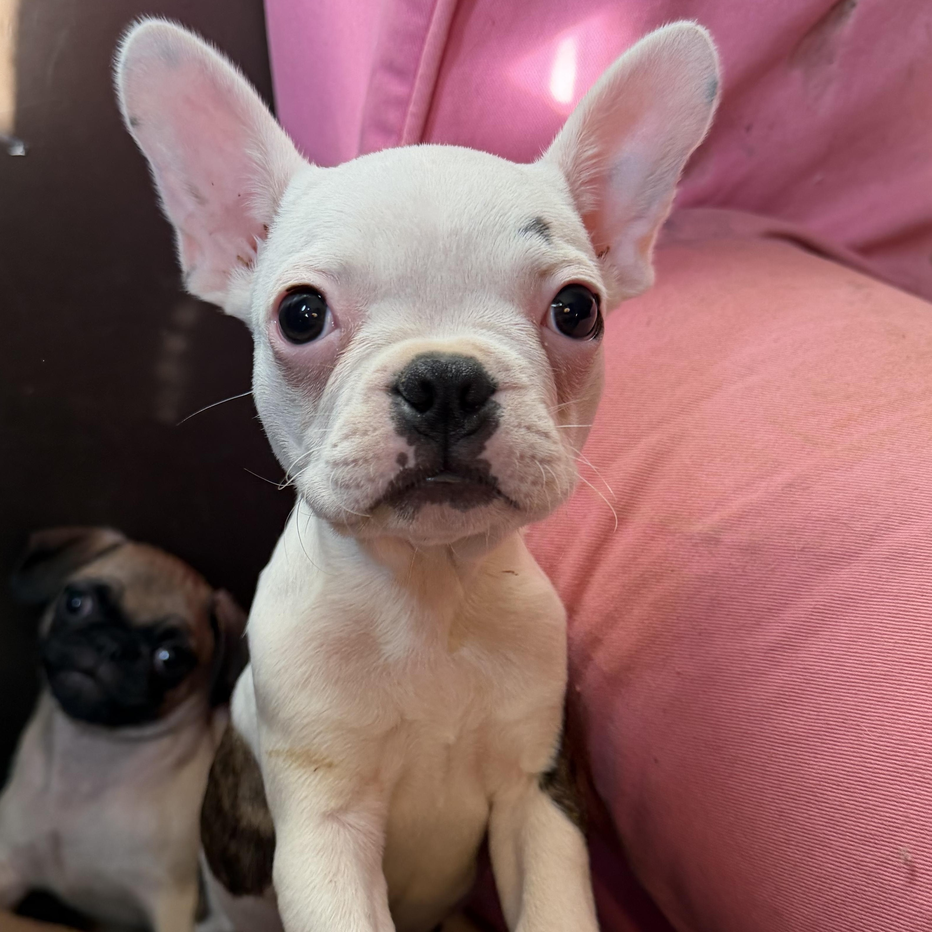 Enlarge Dolly, a Adoptable French Bulldog in Maryville, TN image 1/2
