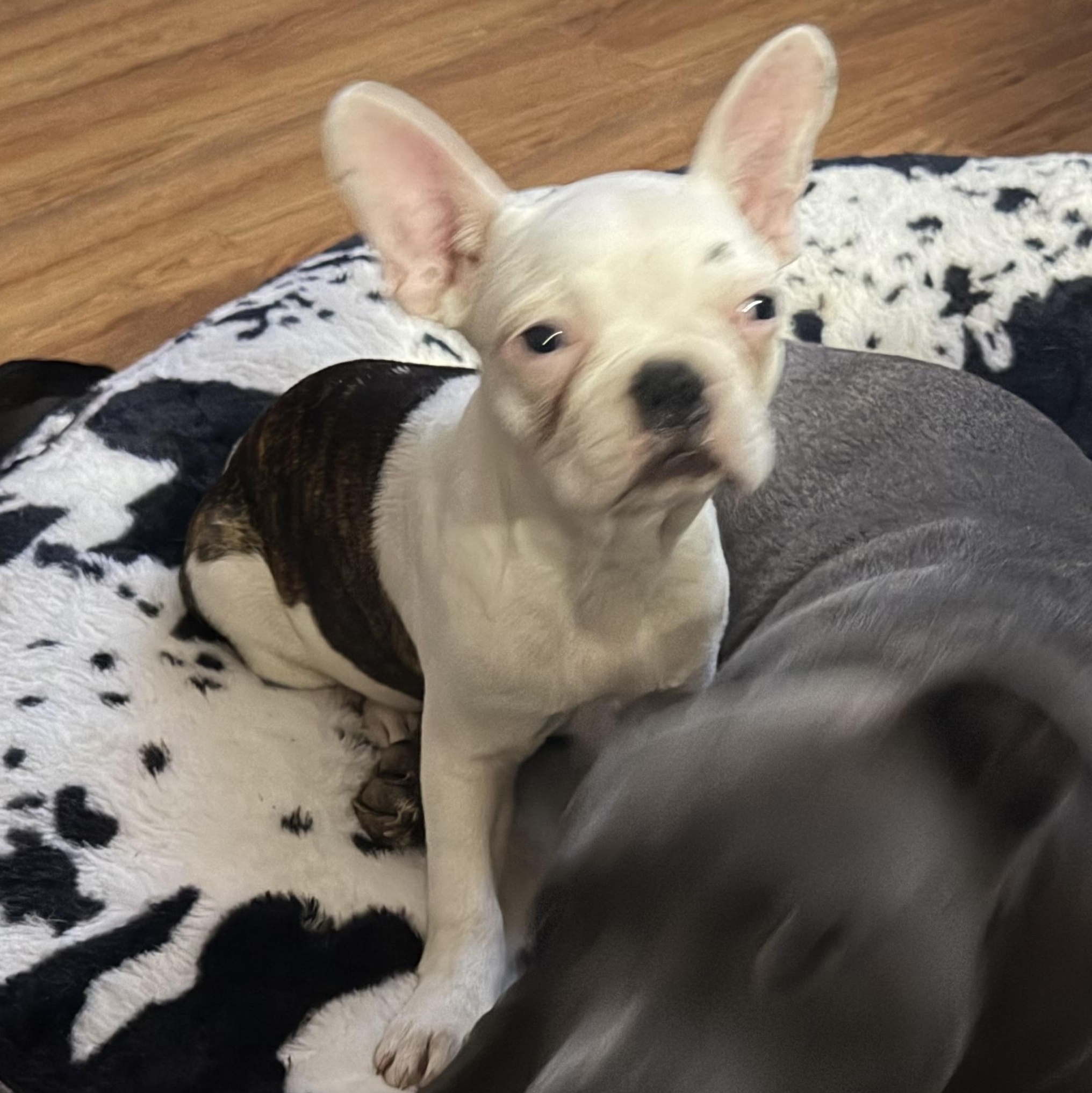 Enlarge Dolly, a Adoptable French Bulldog in Maryville, TN image 2/2