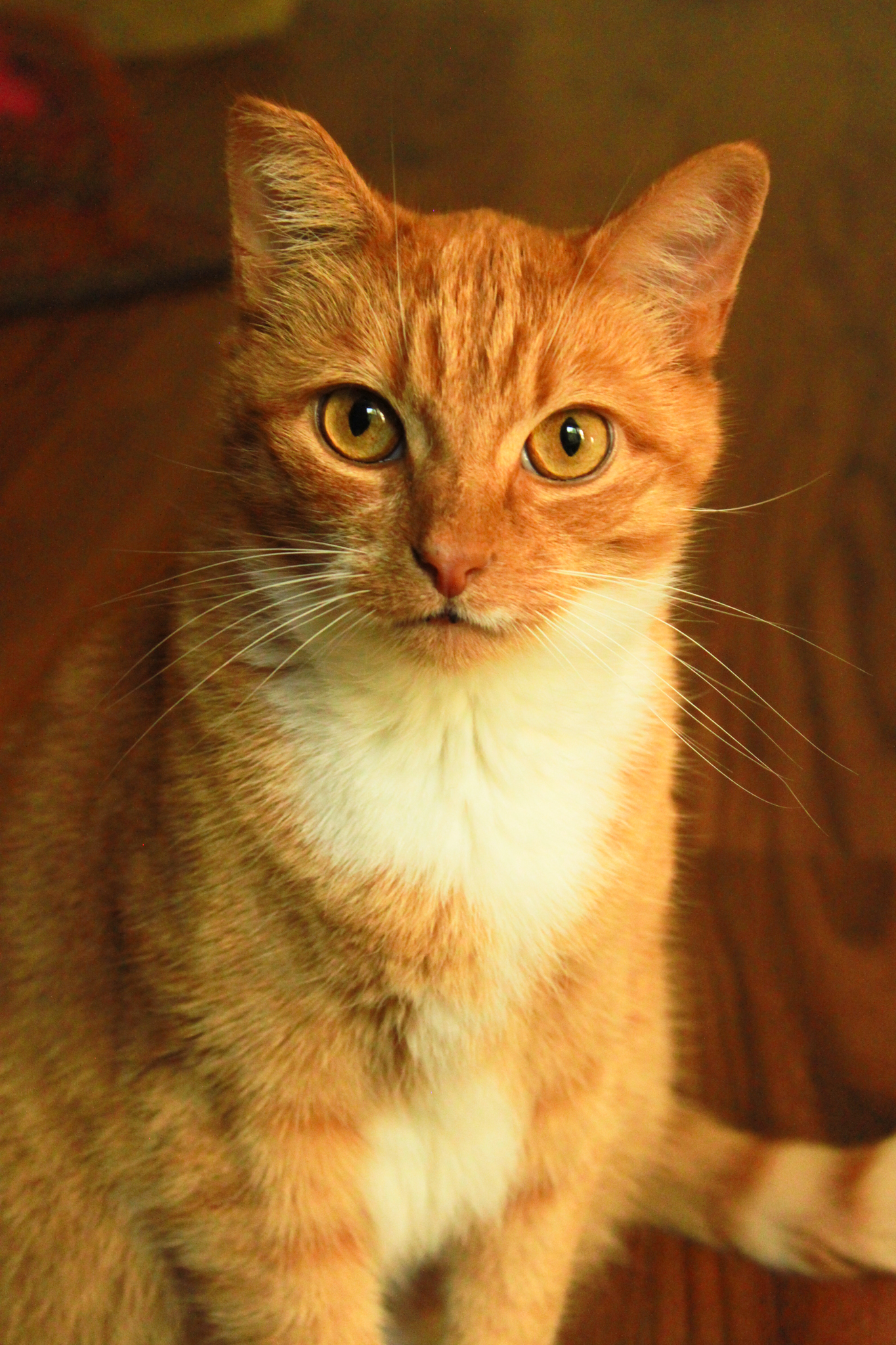 Pavio, Adoptable, Adult Male Domestic Short Hair.