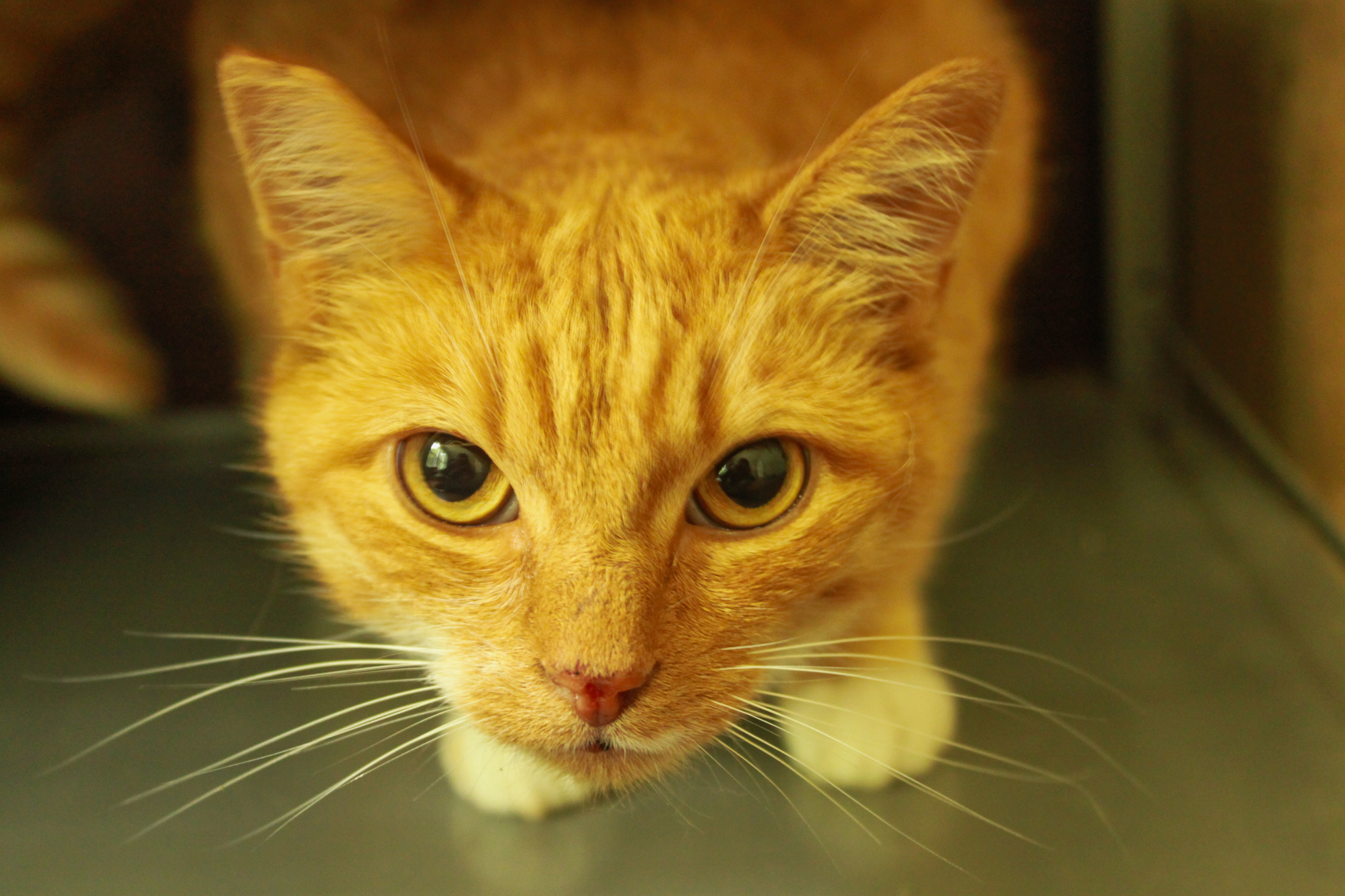 Pavio, a Adoptable Domestic Short Hair in Ona, WV image 3/4