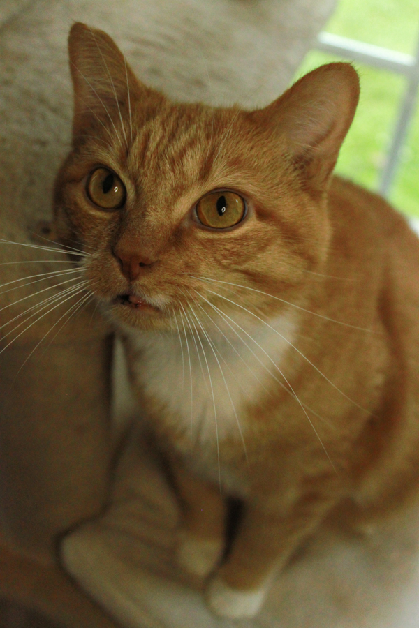 Pavio, a Adoptable Domestic Short Hair in Ona, WV image 4/4
