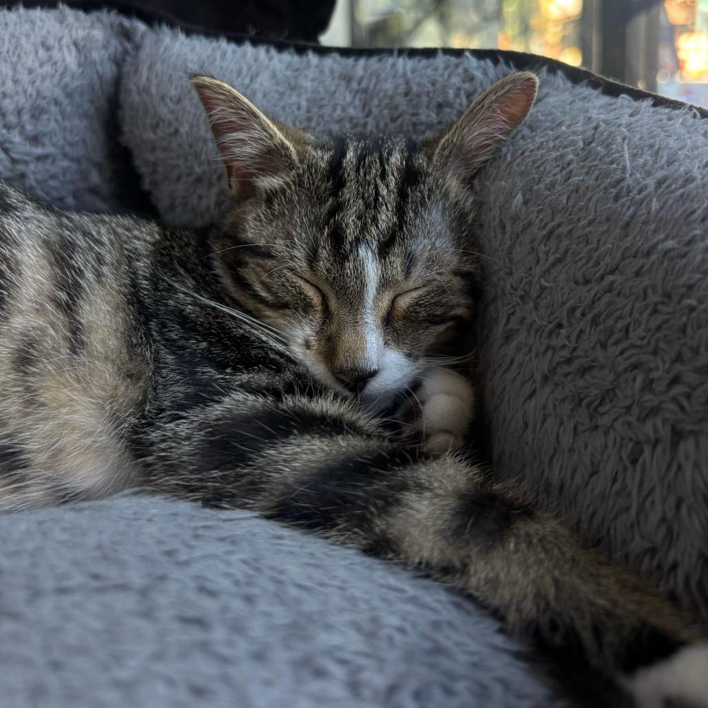 Enlarge Cheerio, an adopted Domestic Short Hair in Stokesdale, NC image 2/2