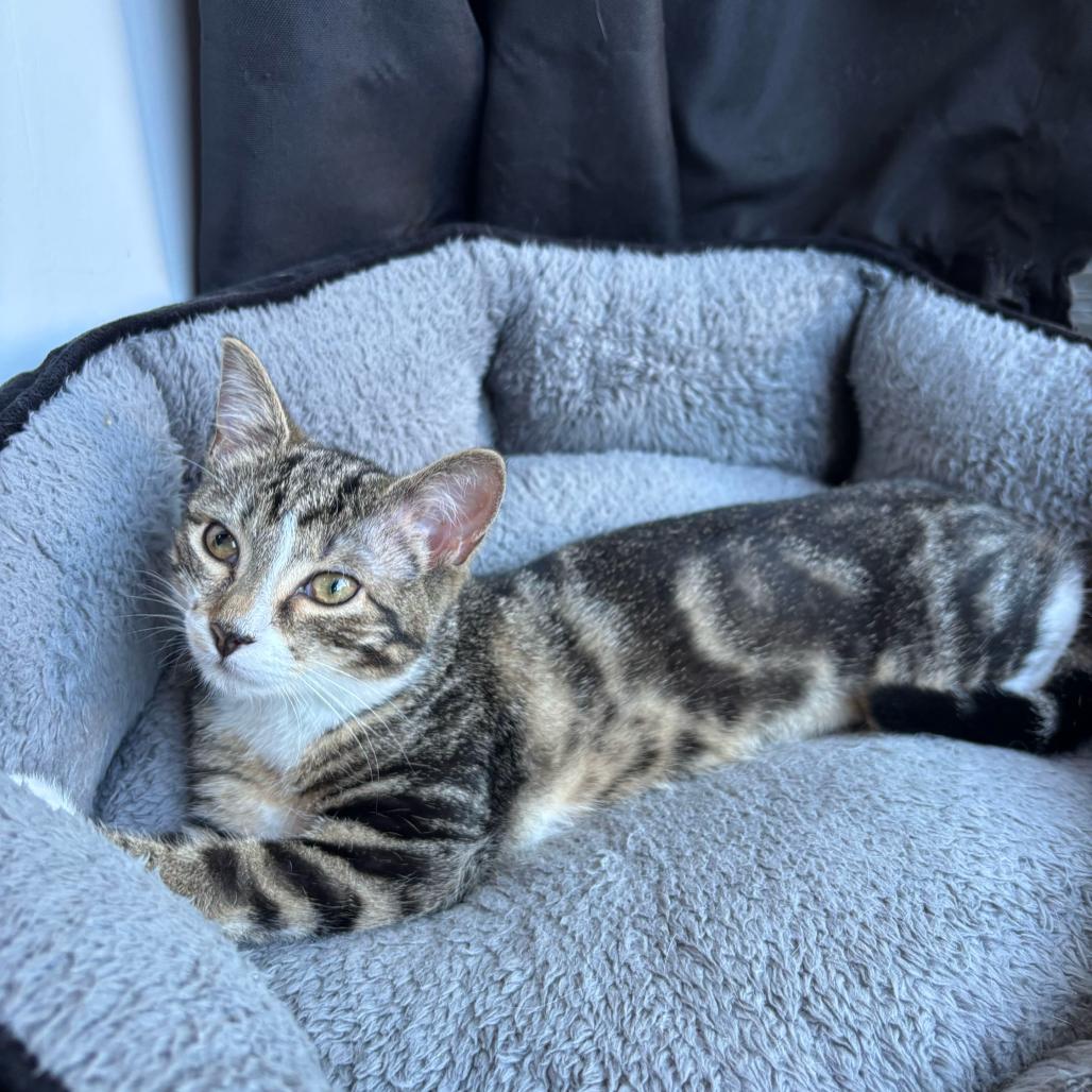 Cheerio, adopted, Young Female Domestic Short Hair.