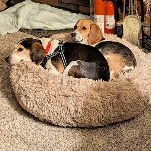 Enlarge Sanders and Nora (Bonded Pair), a ADOPTABLE Beagle in Wadsworth, IL image 2/5