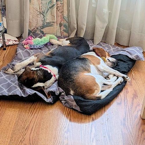 Enlarge Sanders and Nora (Bonded Pair), a ADOPTABLE Beagle in Wadsworth, IL image 5/5