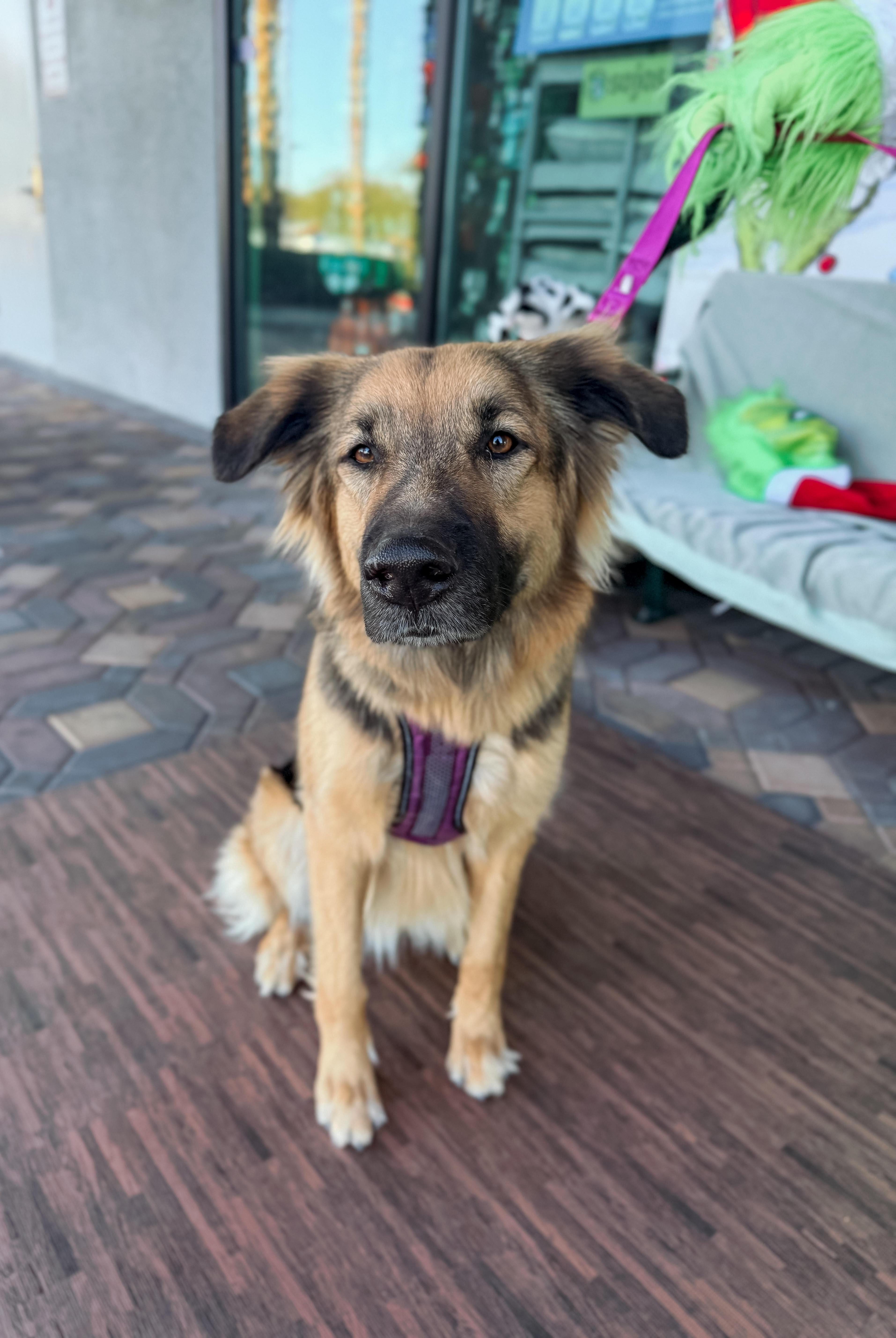 Enlarge Bella, an adopted mixed breed in Las Vegas, NV image 1/1