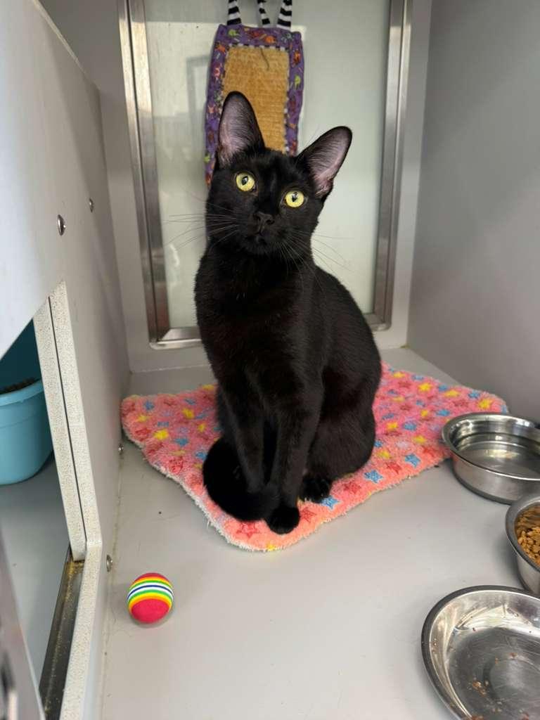 Godiva, a ADOPTABLE Domestic Short Hair in Miami Beach, FL image 2/2