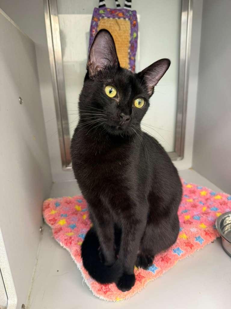 Godiva, a ADOPTABLE Domestic Short Hair in Miami Beach, FL image 1/2
