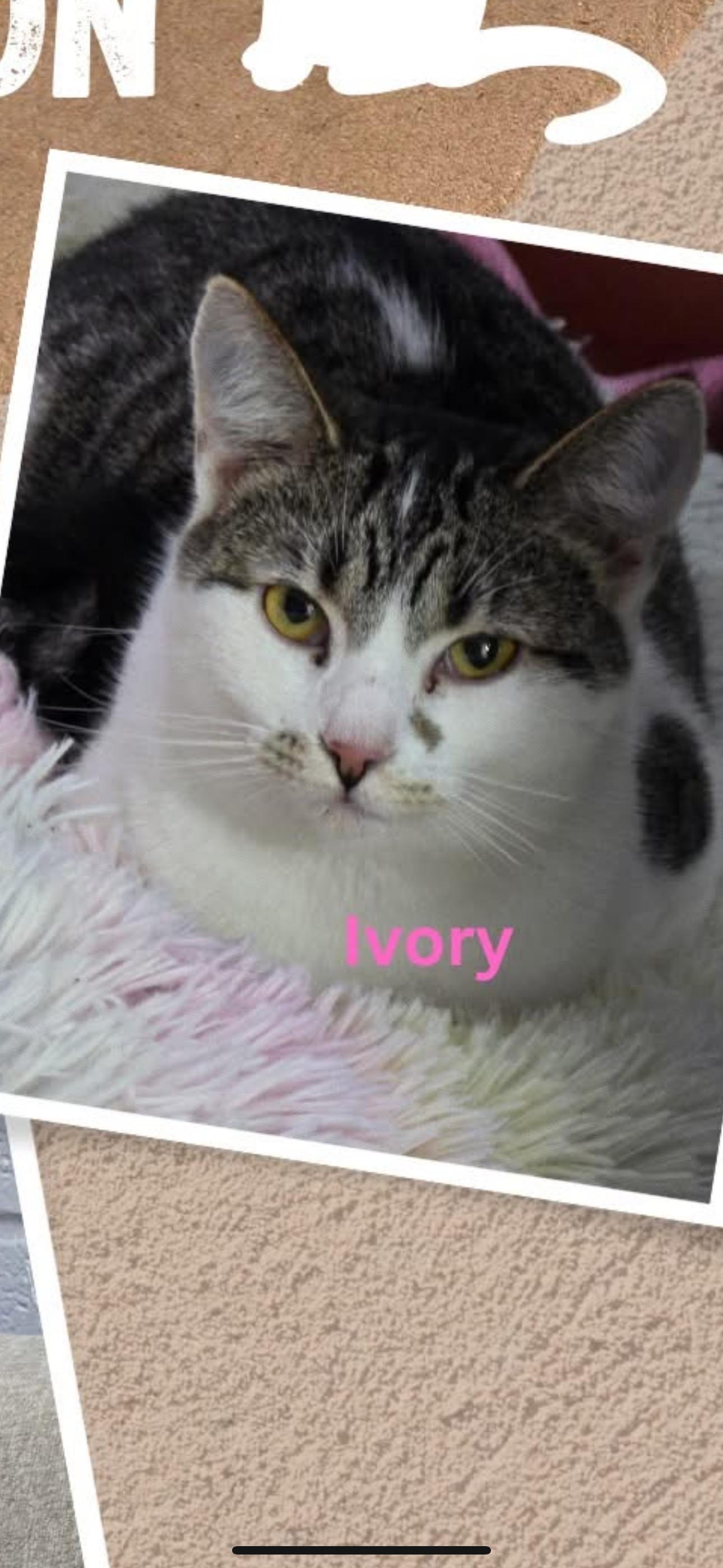 Enlarge Ivory, a Adoptable Domestic Short Hair in Hermitage, PA image 6/6