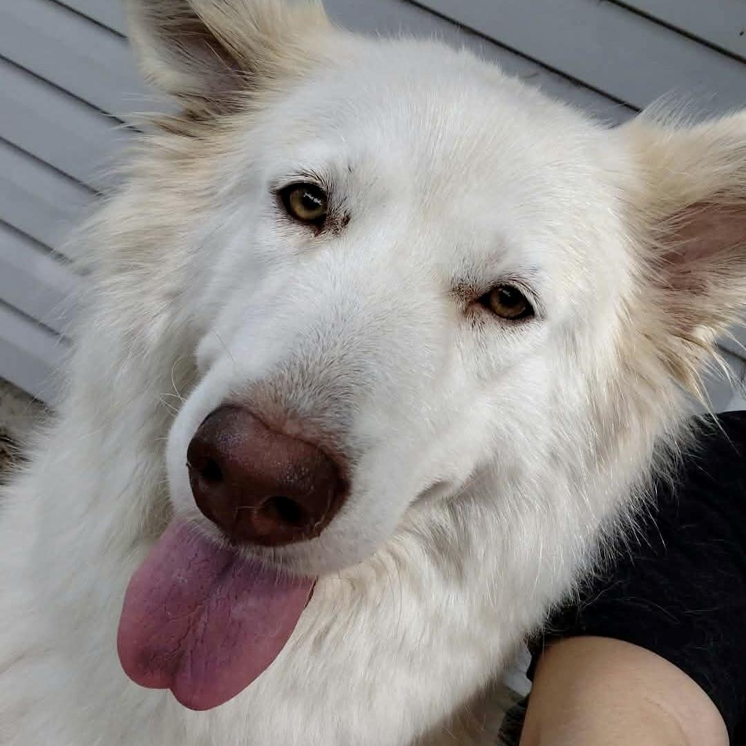 Enlarge Akira, a Adoptable mixed breed in Salt Lake City, UT image 2/6