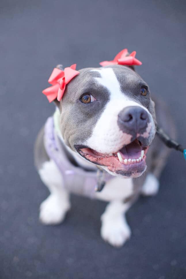 Enlarge Kira, a Adoptable Pit Bull Terrier in San Diego , CA image 1/6