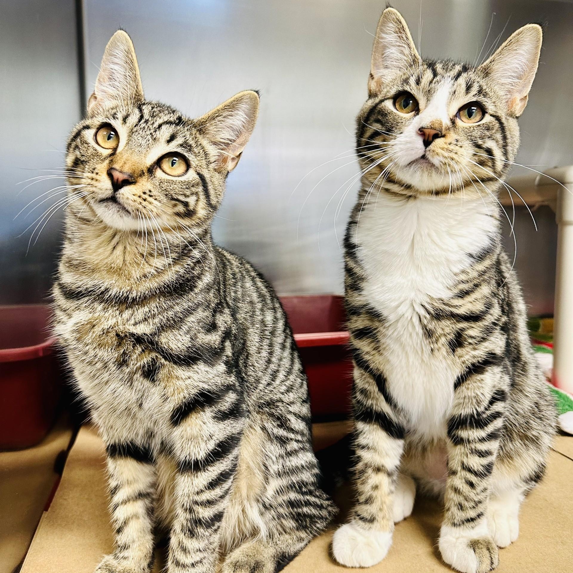 Enlarge Abercrombie , an adopted Domestic Short Hair in Manahawkin, NJ image 5/6