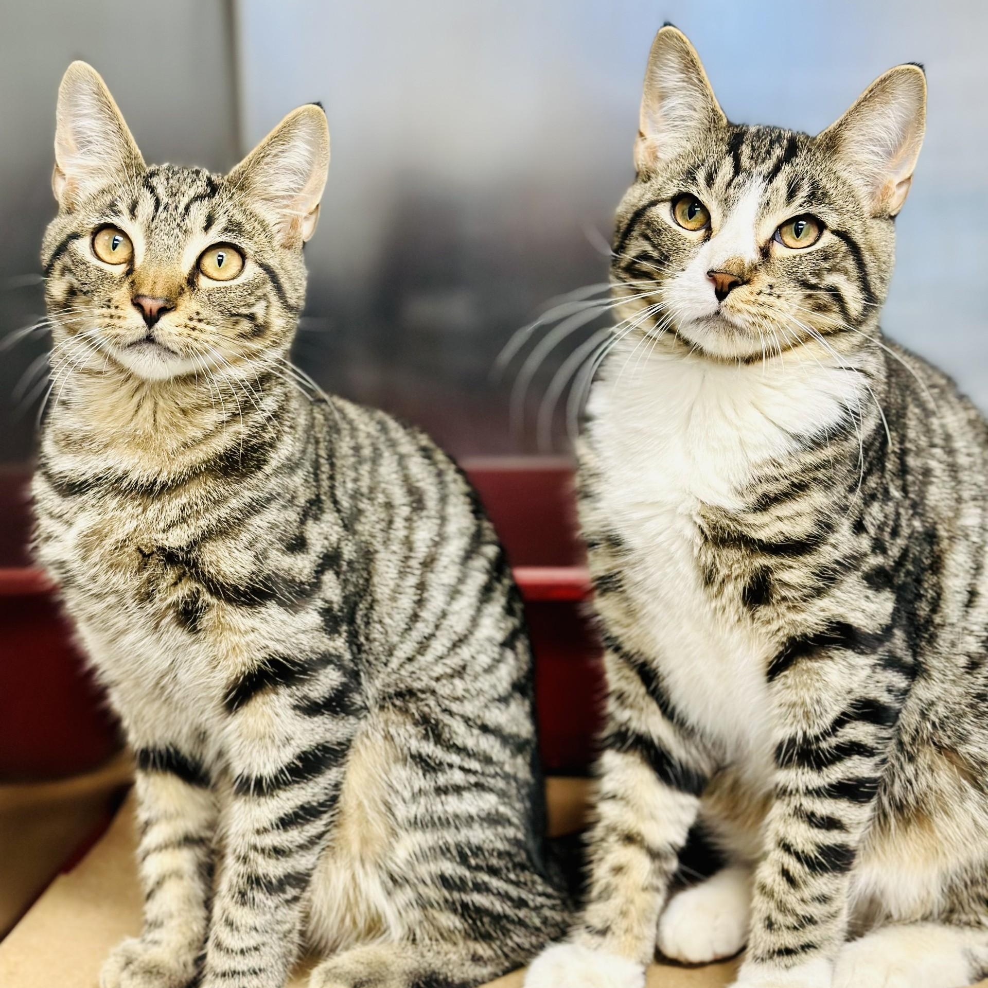Enlarge Abercrombie , an adopted Domestic Short Hair in Manahawkin, NJ image 4/6