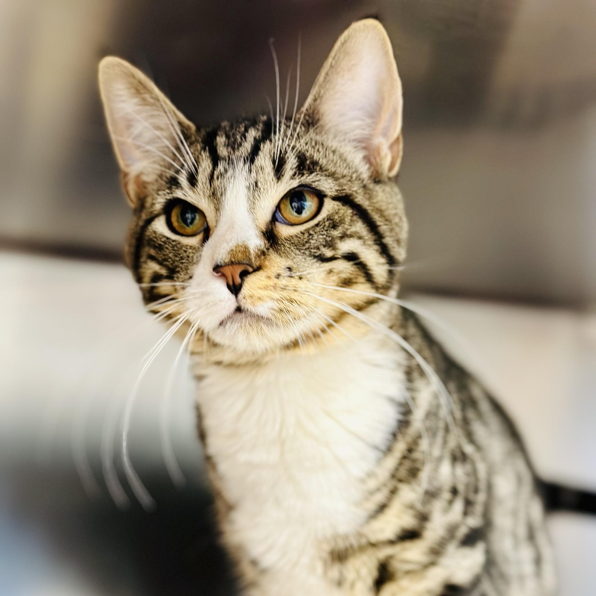 Enlarge Abercrombie , an adopted Domestic Short Hair in Manahawkin, NJ image 2/6