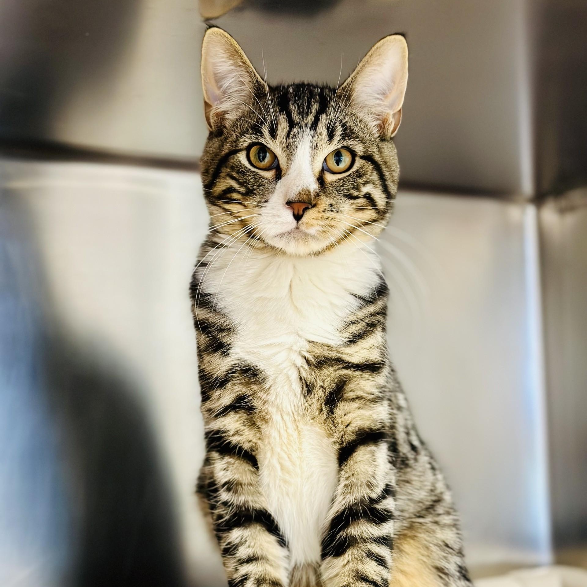 Enlarge Abercrombie , an adopted Domestic Short Hair in Manahawkin, NJ image 3/6
