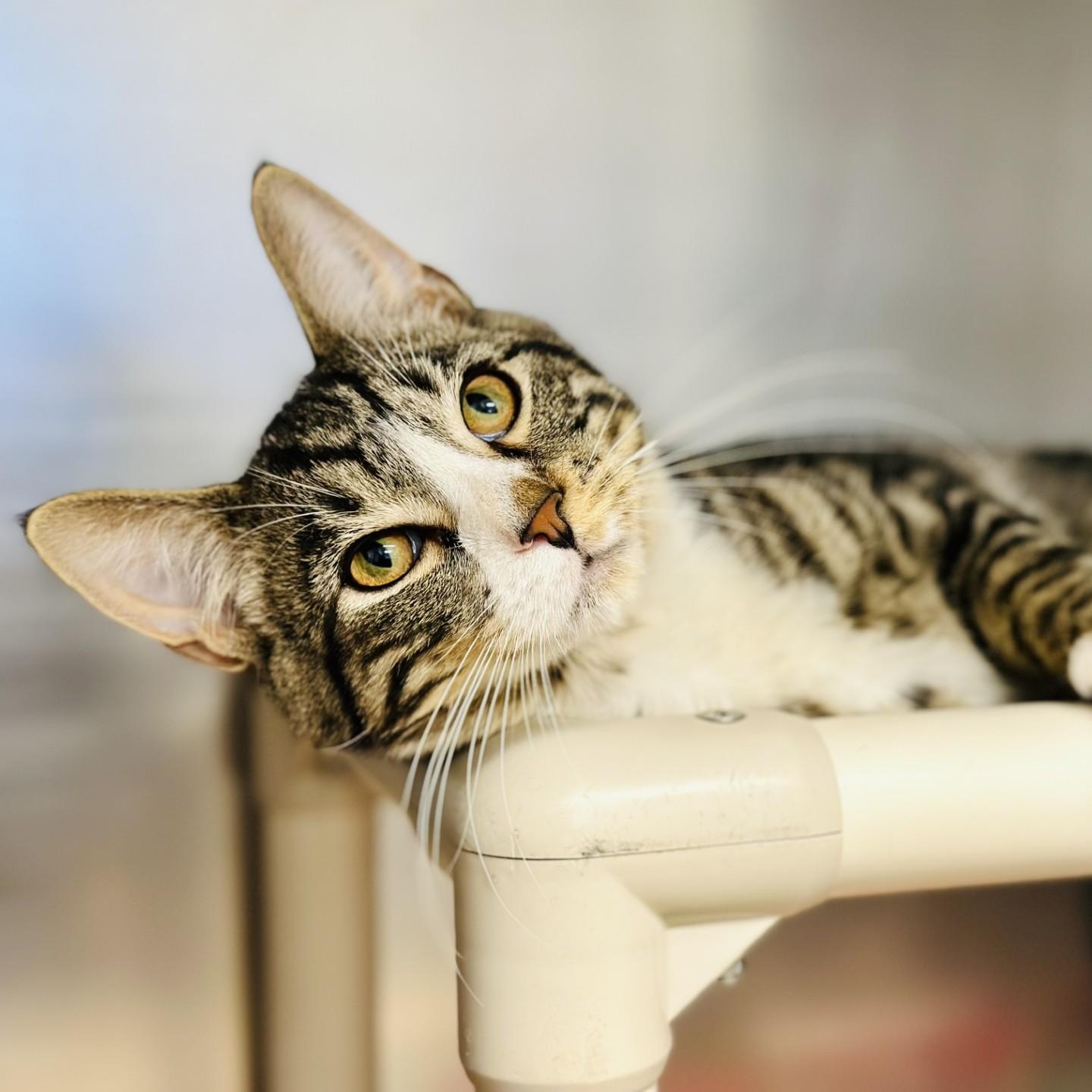 Abercrombie , adopted, Young Male Domestic Short Hair.