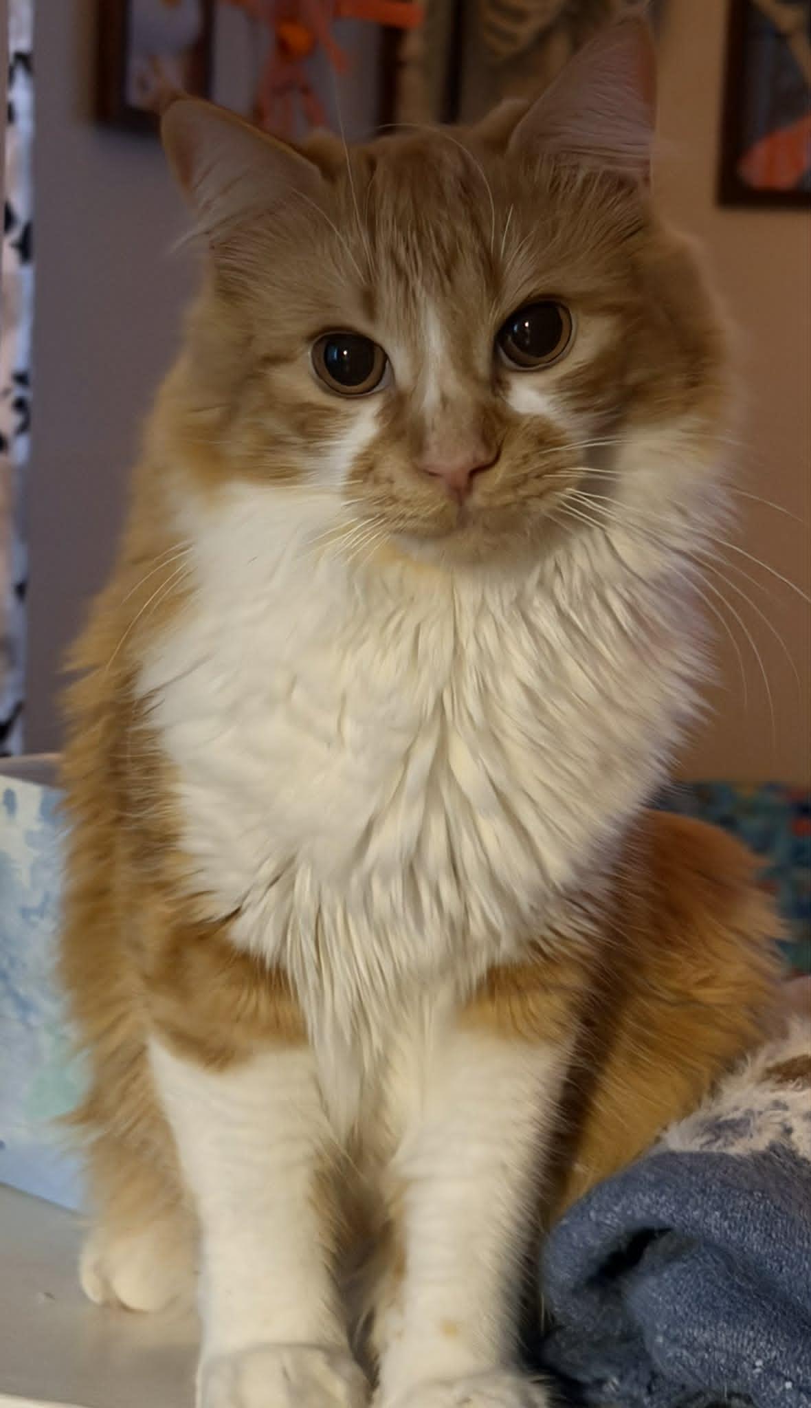 Frog, ADOPTABLE, Young Male Maine Coon.