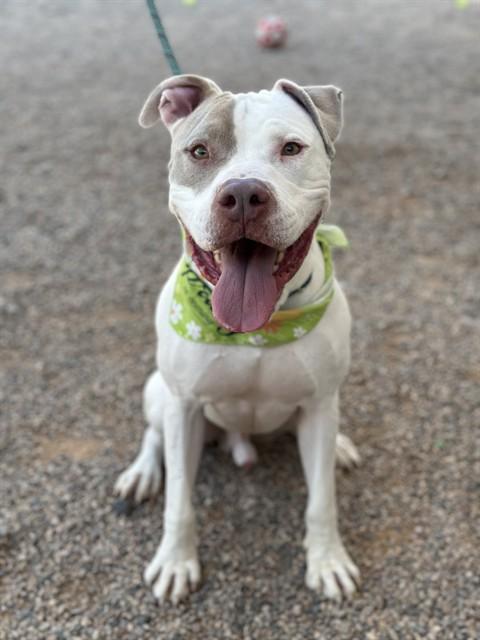 Enlarge BOOKER, a Adoptable mixed breed in Mesa, AZ image 1/1