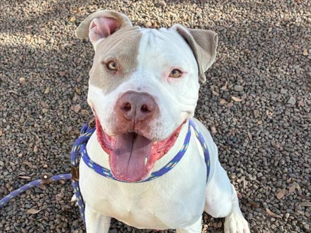 BOOKER, Adoptable, Adult Male Pit Bull Terrier & Mixed Breed.