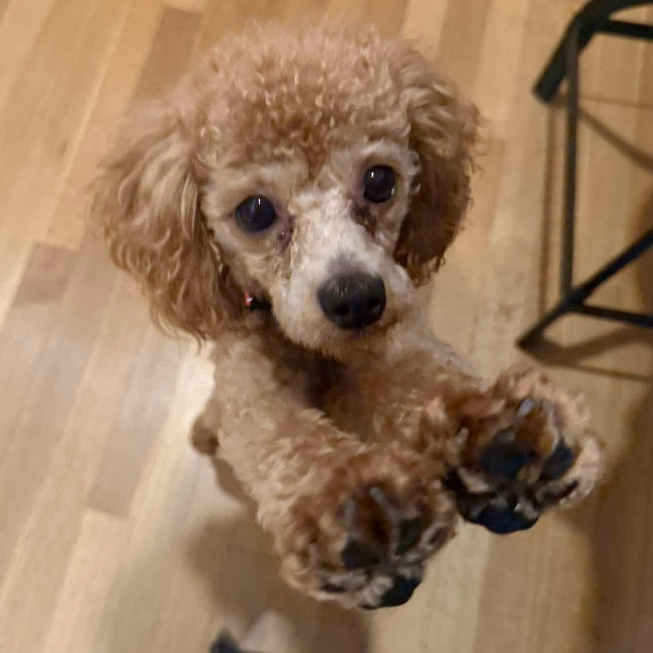 Enlarge Josh Allen, a Adoption Pending Miniature Poodle in Rochester, NY image 1/6