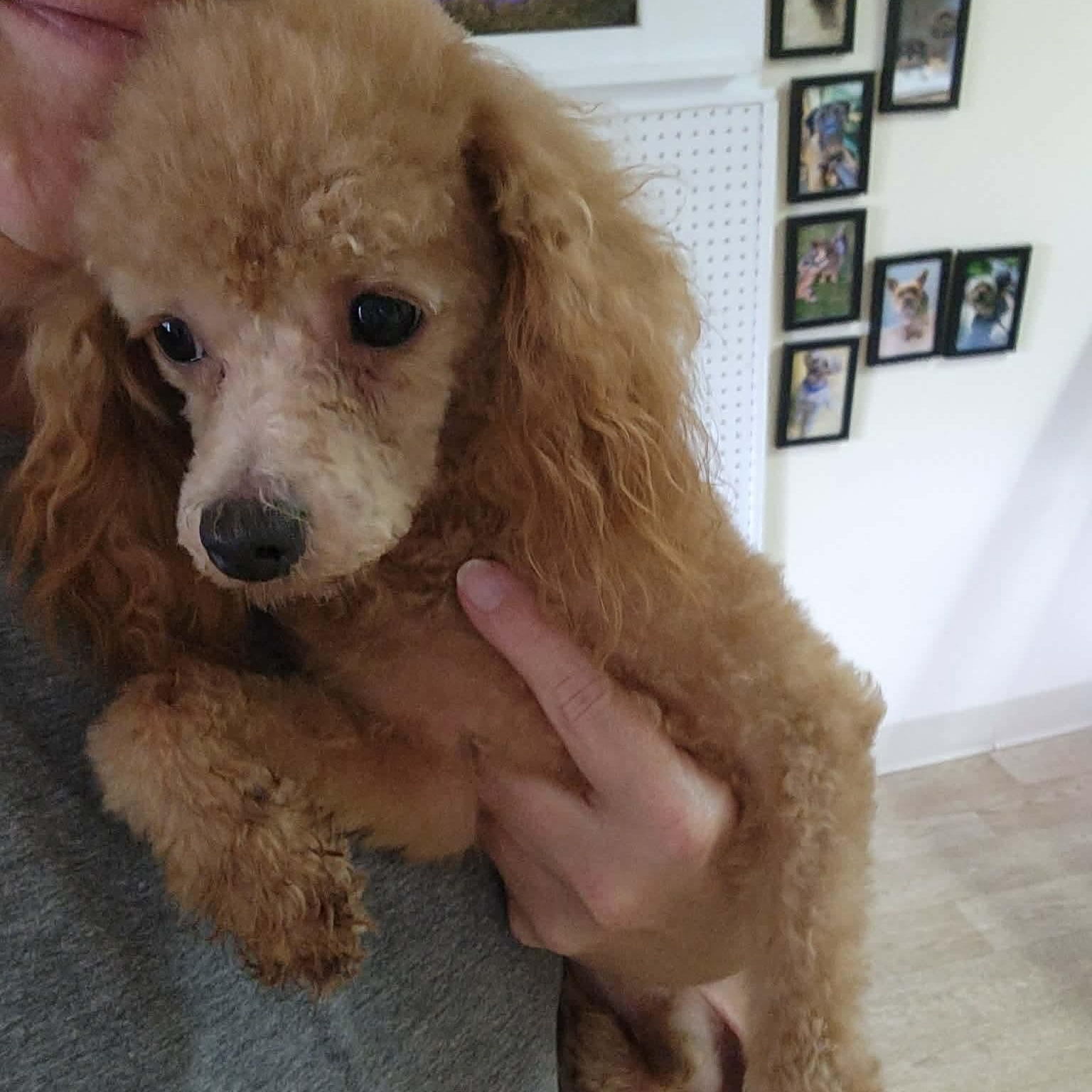 Enlarge Josh Allen, a Adoption Pending Miniature Poodle in Rochester, NY image 5/6