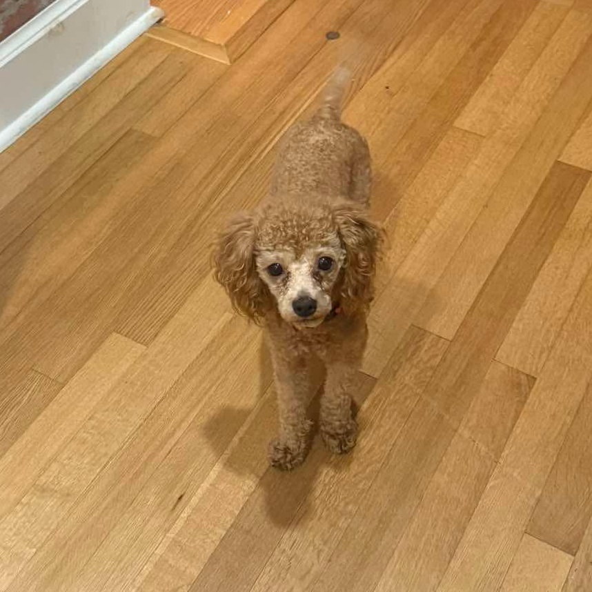 Enlarge Josh Allen, a Adoption Pending Miniature Poodle in Rochester, NY image 4/6