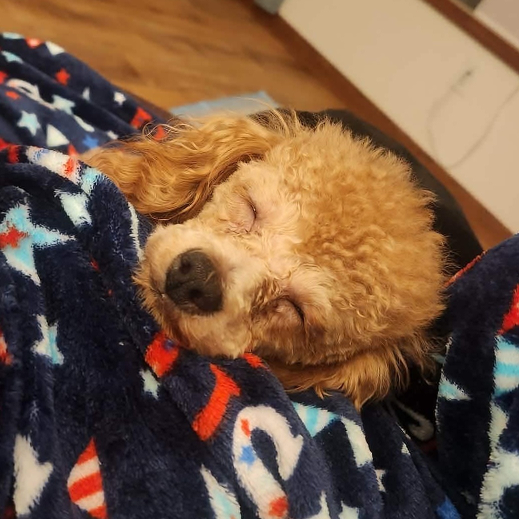 Enlarge Josh Allen, a Adoption Pending Miniature Poodle in Rochester, NY image 6/6