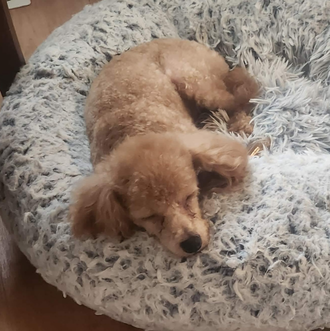 Enlarge Josh Allen, a Adoption Pending Miniature Poodle in Rochester, NY image 2/6