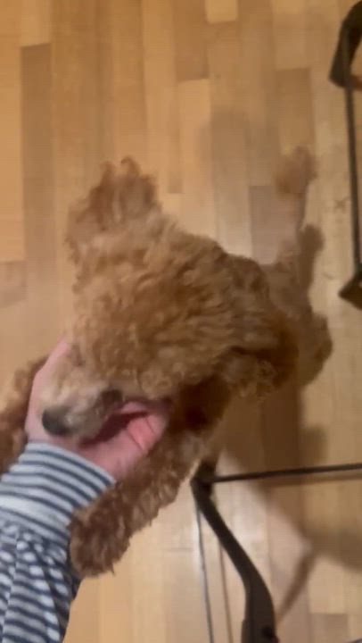 Enlarge Josh Allen, a Adoption Pending Miniature Poodle in Rochester, NY video 3/6