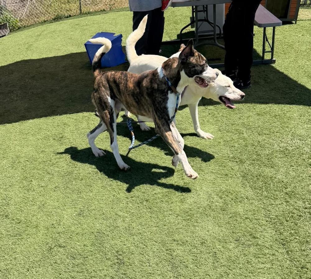 Reggie, Adoptable, Puppy Male Boxer.