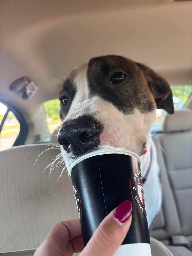 Enlarge Reggie, a Adoptable mixed breed in Statesville, NC image 2/6