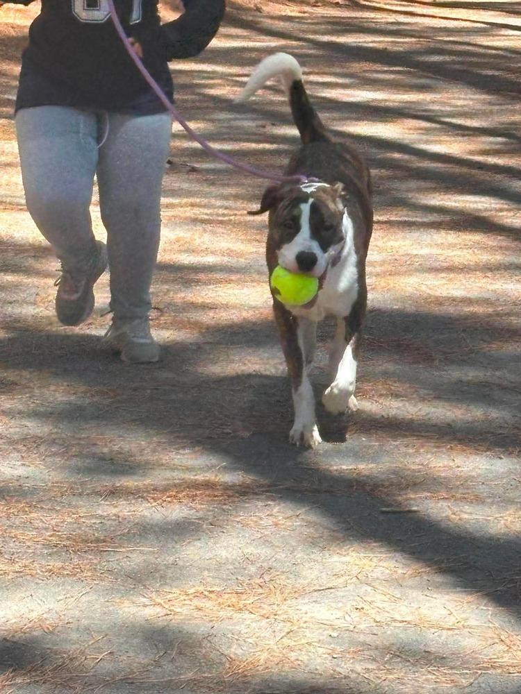 Enlarge Reggie, a Adoptable mixed breed in Statesville, NC image 4/6