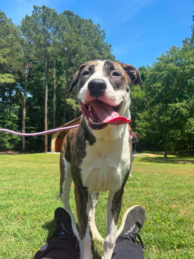 Enlarge Reggie, a Adoptable mixed breed in Statesville, NC image 6/6