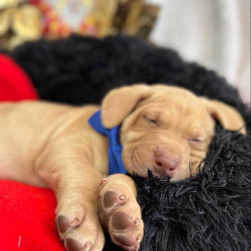 Sleigh, Adoptable, Puppy Male Labrador Retriever & Pit Bull Terrier.