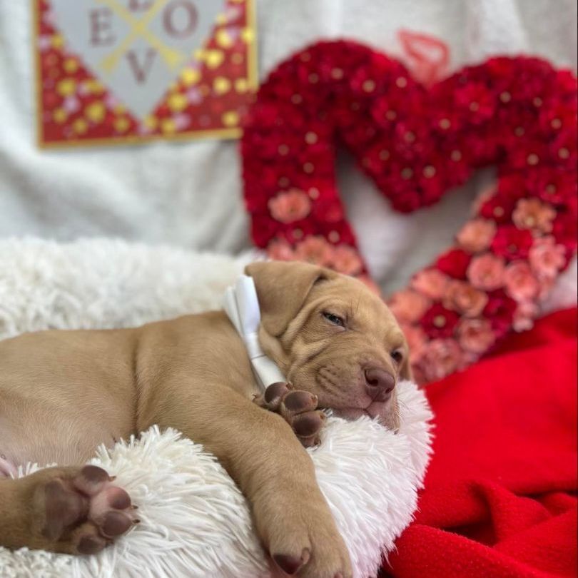 Sleigh, a Adoptable mixed breed in Salt Lake City, UT image 2/12