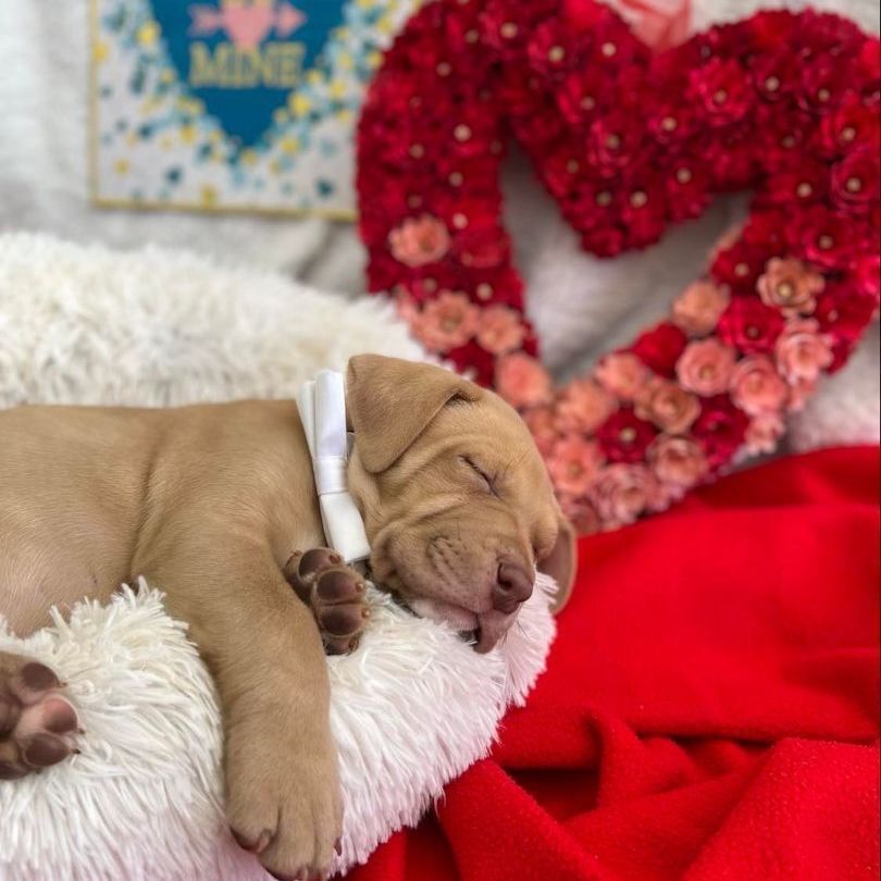 Sleigh, Adoptable, Puppy Male Labrador Retriever & Pit Bull Terrier.