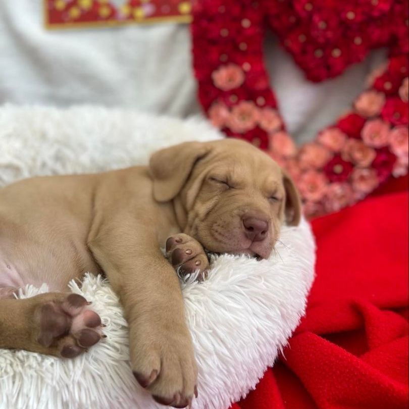 Sleigh, a Adoptable mixed breed in Salt Lake City, UT image 4/12