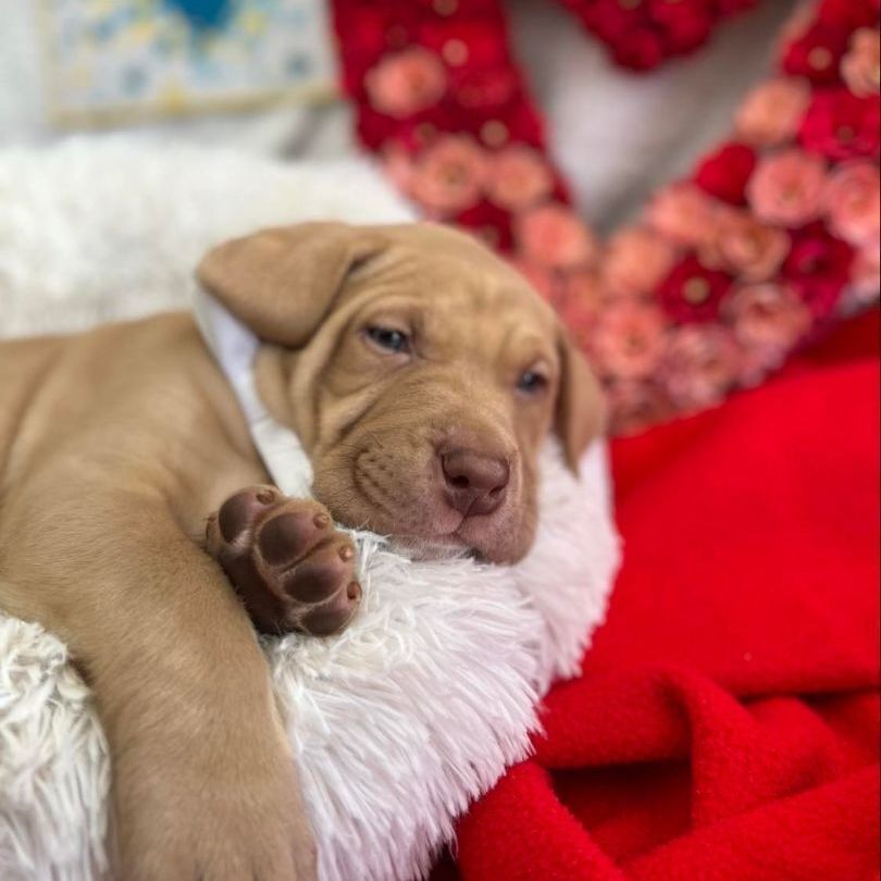 Sleigh, a Adoptable mixed breed in Salt Lake City, UT image 5/12