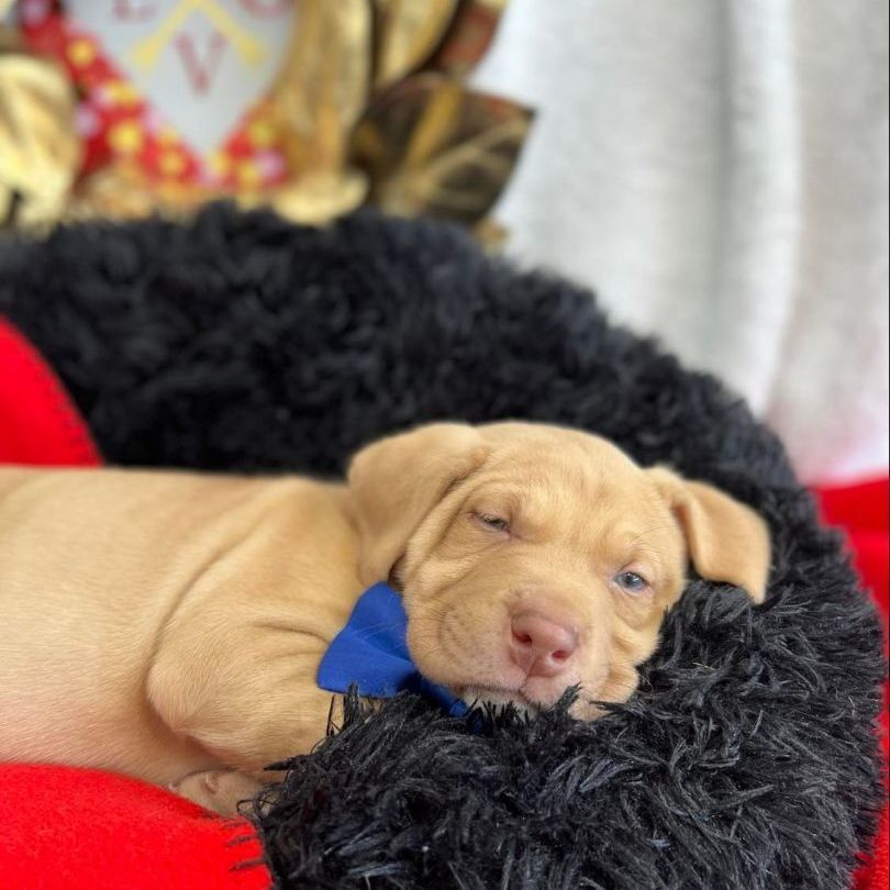 Sleigh, a Adoptable mixed breed in Salt Lake City, UT image 6/12