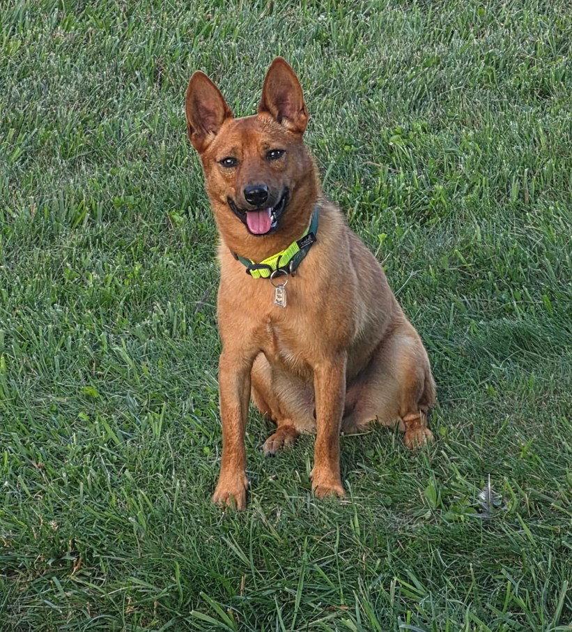 Enlarge Binks, a Adoptable Corgi in Ringwood, NJ image 1/3
