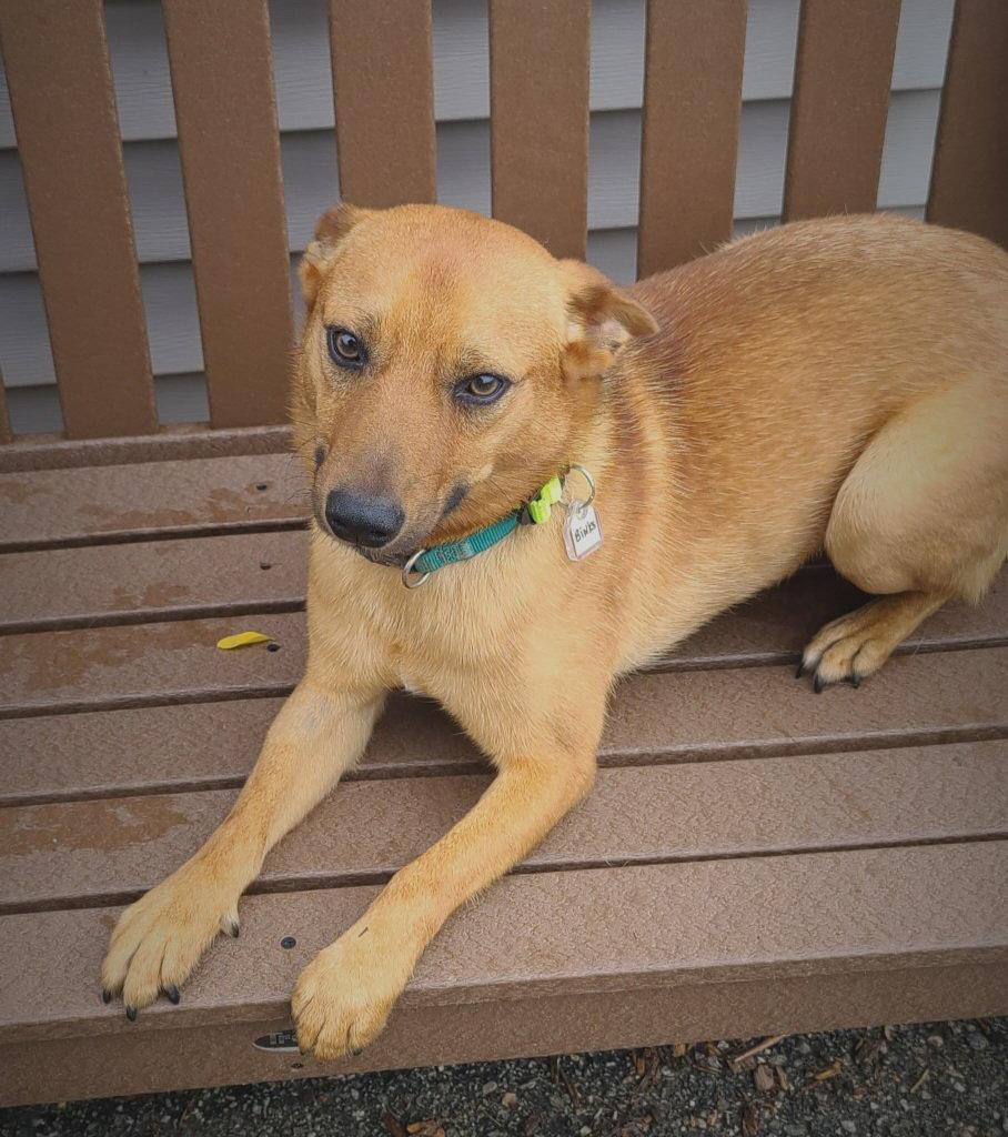 Enlarge Binks, a Adoptable Corgi in Ringwood, NJ image 2/3