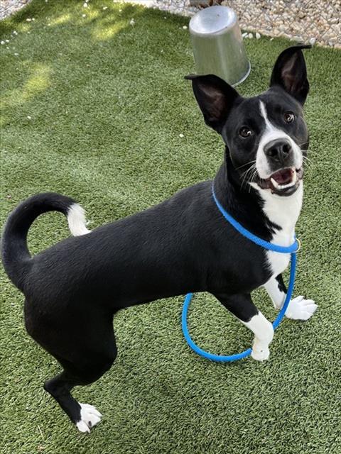 Enlarge PAPI, a Adoptable mixed breed in Newton, NC image 1/1